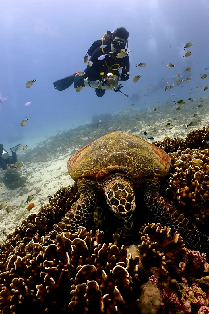 Gerald au-dessus d'une tortue sur le récif